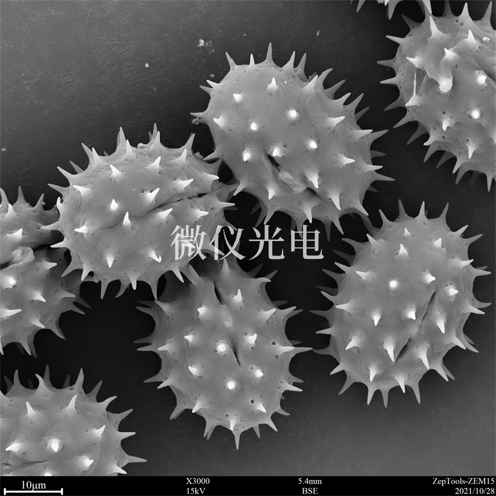 掃描電鏡測(cè)樣，要注意什么？